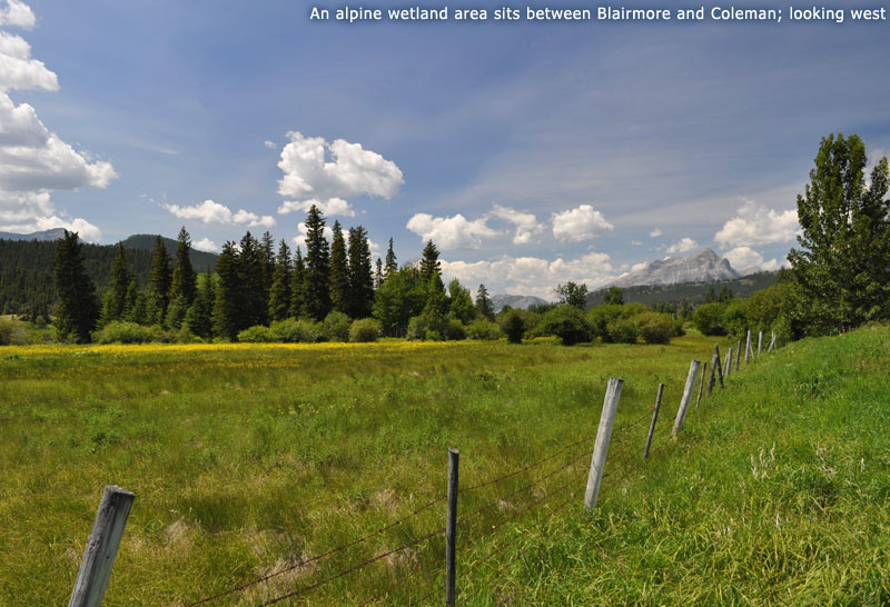An alpine wetland area sits between Blairmore and Coleman; looking west