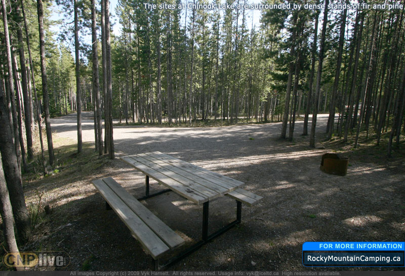The sites at Chinook Lake are surrounded by dense stands of fir and pine