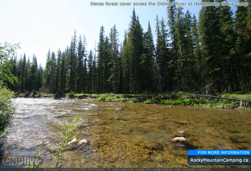 Dense forest cover across the Oldman River at Honeymoon Group Camp