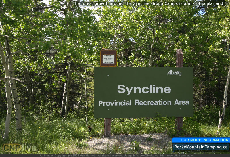 The forest growth around the Syncline Group camps is a mix of poplar and fir