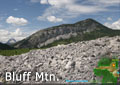 Rocky Mountain Sheep are often seen on Bluff Mtn., between Blairmore and the Frank Slide